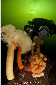"Green Water" diver in British Columbia, Canada by Robert Polo 